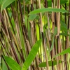 Image 17: Bambou Fargesia, non invasif