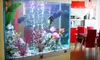 $75 for Maintenance of a Fresh- or Saltwater Aquarium from Tempo Aquatics ($225 Value)