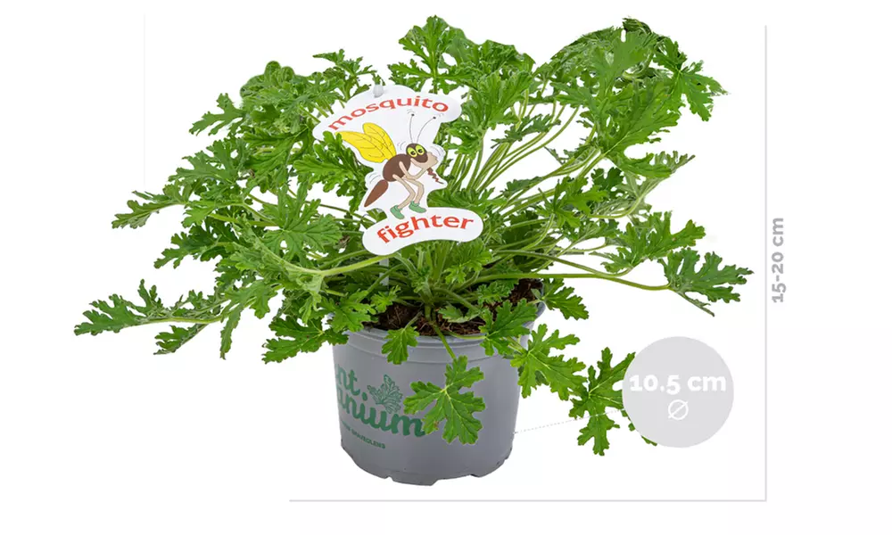 3er-Set Duftgeranien gegen Mücken - Second Medium