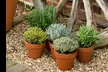 £12 for £20 to Spend In-Store at Selected Wyevale Garden Centres (Up to 40% Off) - Image 3