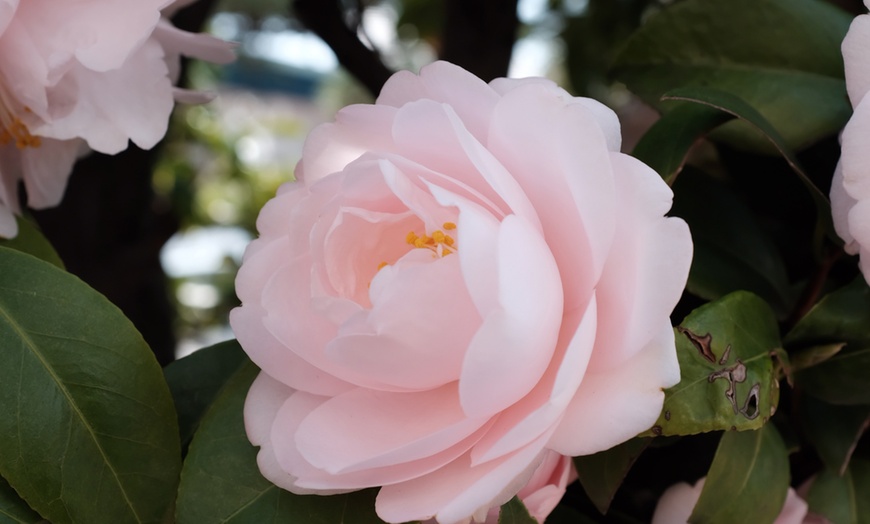 Image 10: Set van 3 of 6 Japanse rozen 'Camellia' van OH2