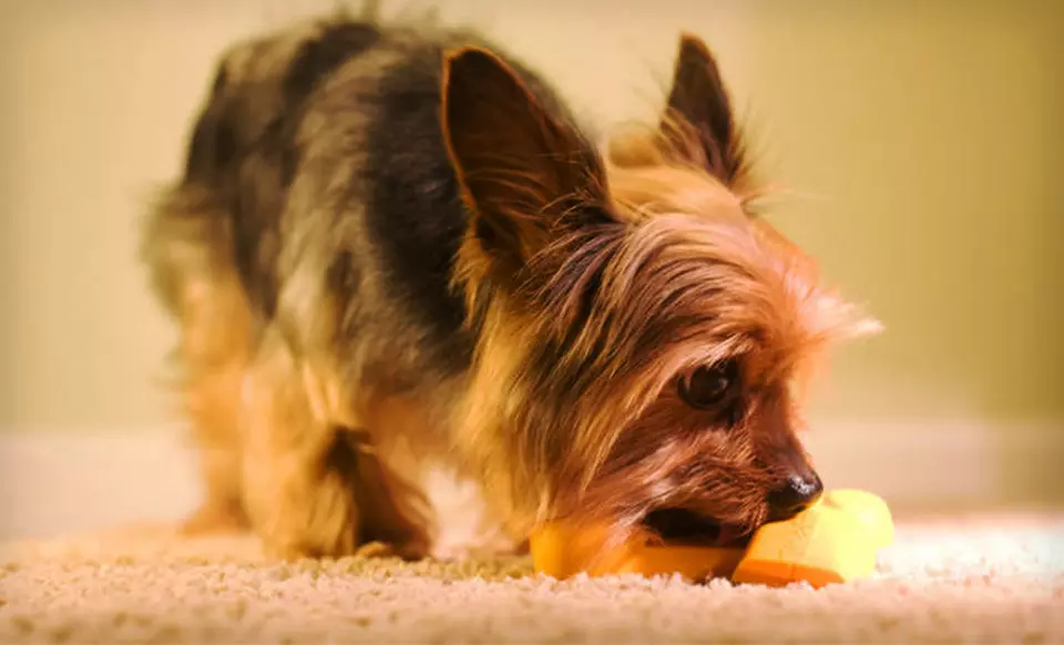 $2.99 for a Jolly Pets Brainy Bones Treat-Dispensing Dog Toy (Up to $15 List Price). Six Options Available. - Second Medium