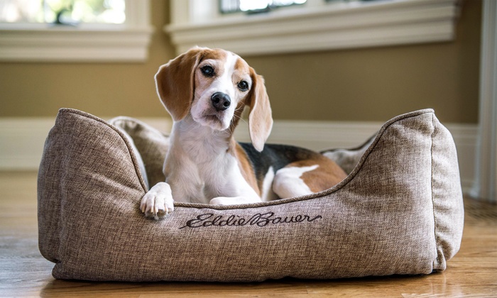 eddie bauer dog beds