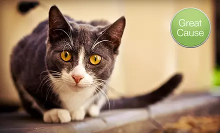 $10 Donation to Help Build a Play Area for Cats - Primary Image