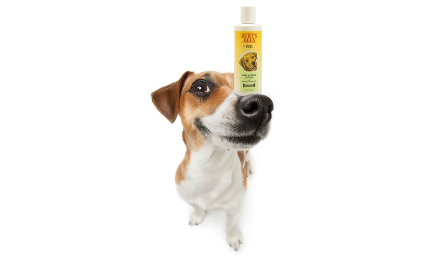 burt's bees paw and nose lotion