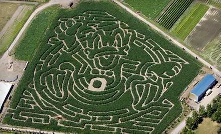 Pumpkin Farm and Oregon Ducks–Themed Corn Maze or a Haunted Corn Maze for Two to Bella Organic Farm (Half Off) - Primary Image