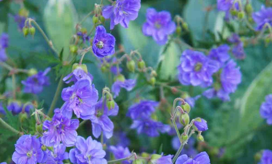 Image 2: One or Three Hardy Geranium Double Plenum Plants