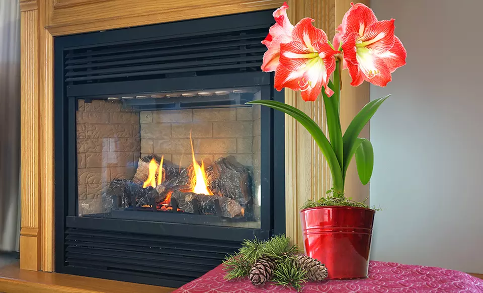 Amaryllis Bulbs with Decorative Pots from $17.99–$29.99   - Primary Image