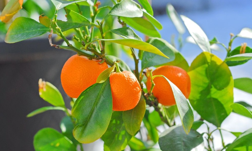 Image 5: Citrus Collection - Lemon, Lime and Orange 9cm Potted Plants