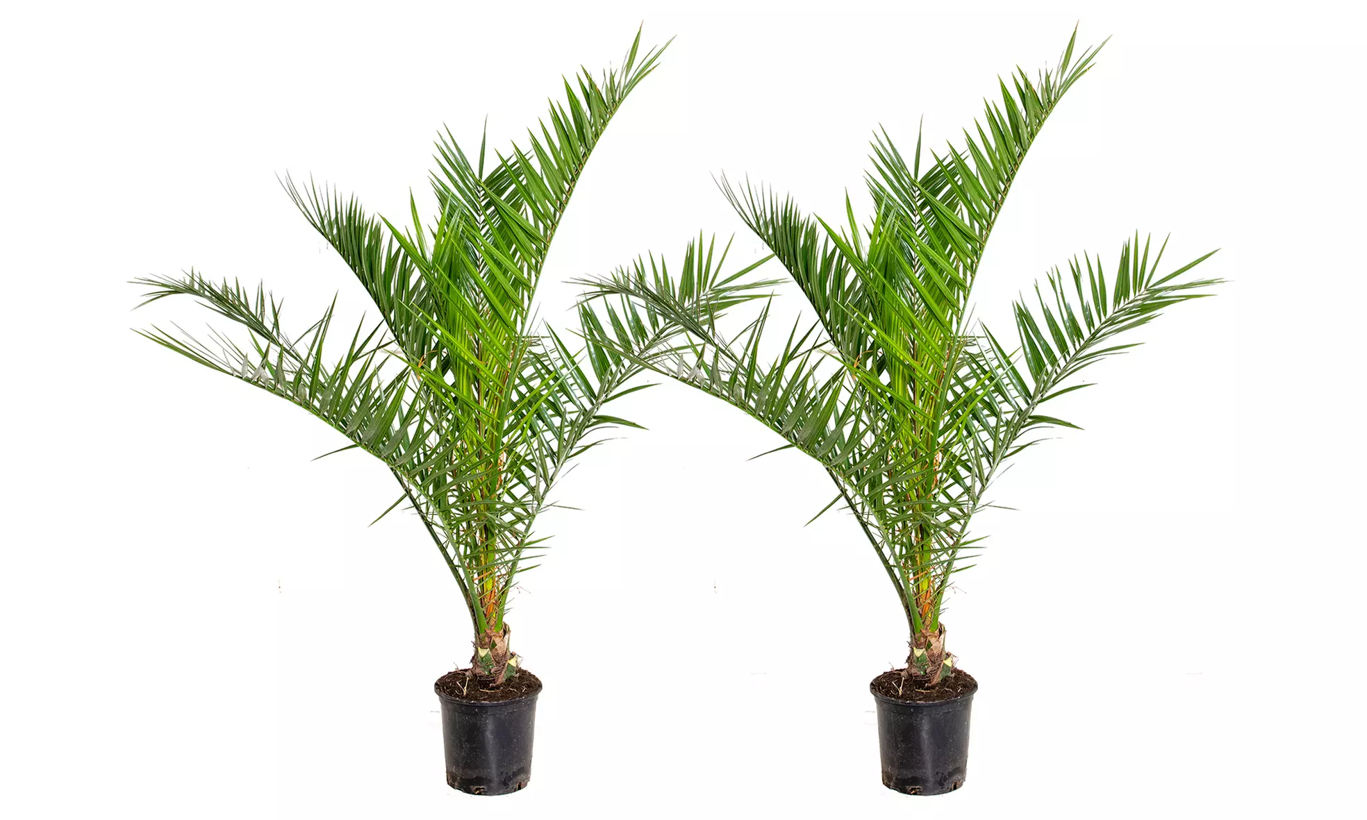Palmier dattier Phoenix "Canariensis"