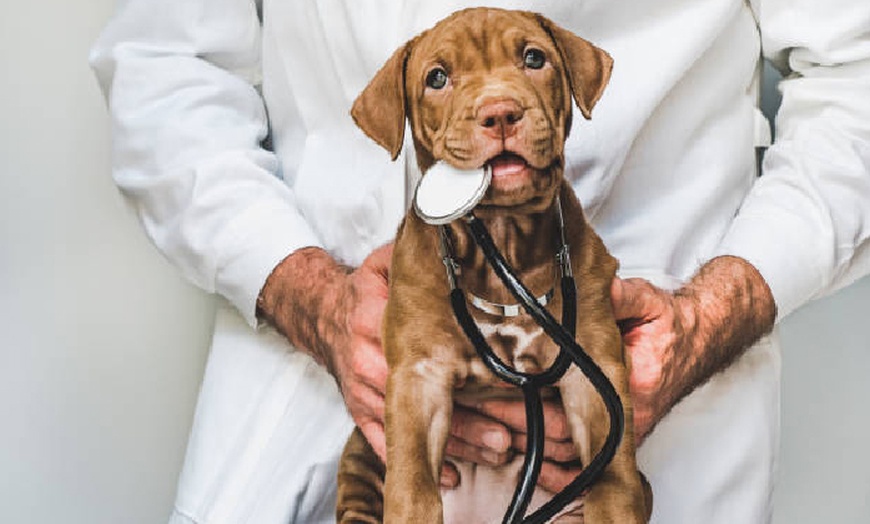 Image 1: Revisión veterinaria completa y vacunas para perro o gato en Jeremías