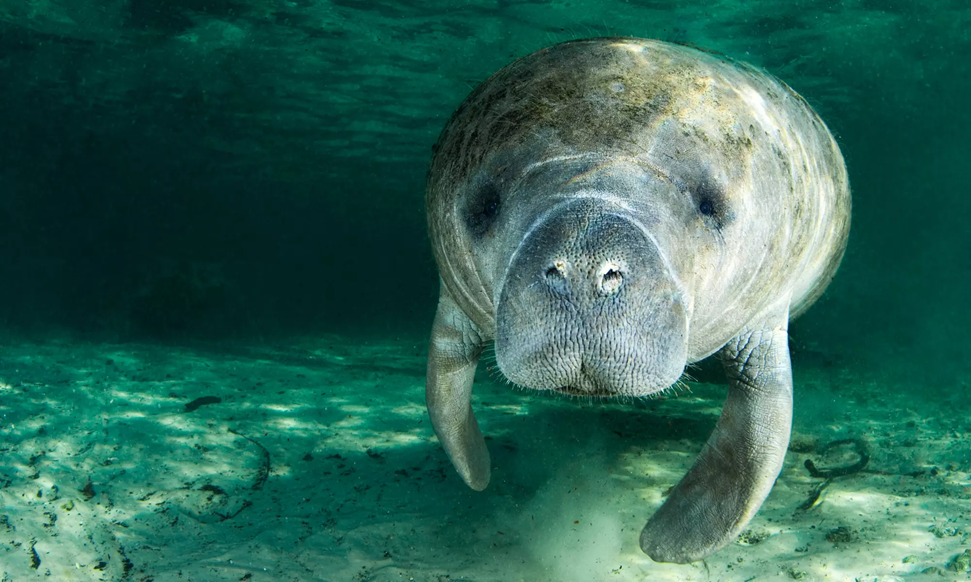 $26 for Three-Hour Manatee Snorkeling Tour from Adventure Diving ($55 Value) - Primary Image