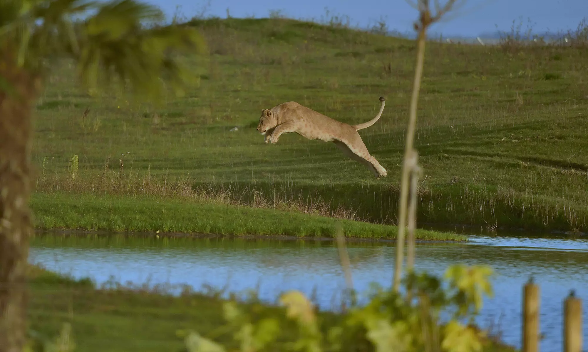 Séjour en famille au Royaume des Lions : nuit magique face aux fauves