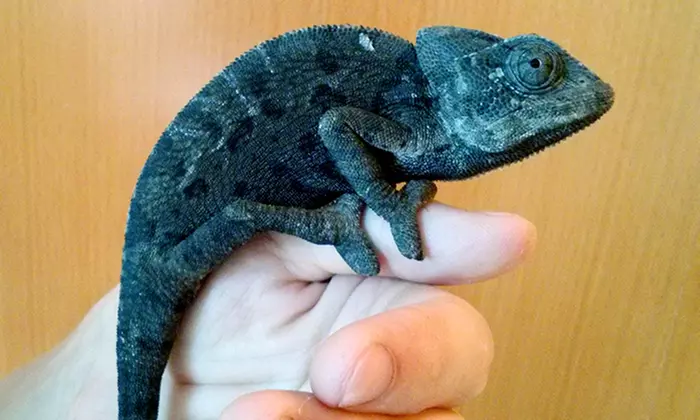 C$8 for a Reptile-Zoo Visit at Reptilia (Up to C$15 Value) - Second Medium