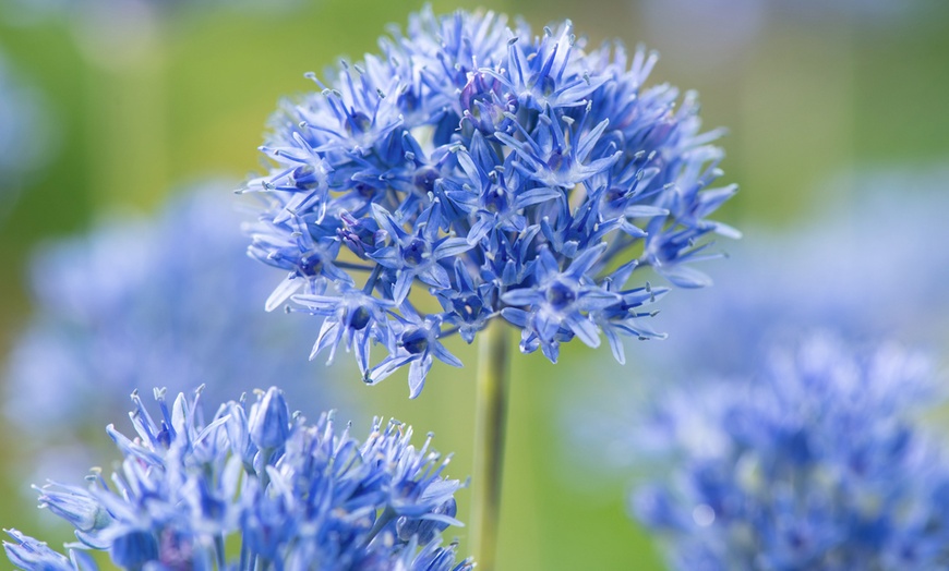 Image 2: Lot de 40 ou 80 bulbes d'allium caeruleum Rootz