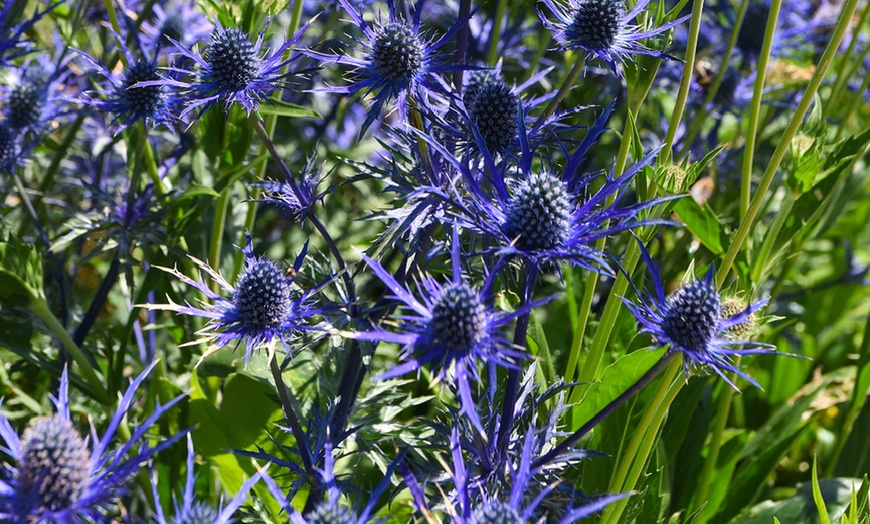 Image 3: Sea Holly Eryngium Blue Steel - 5 or 10 Plants