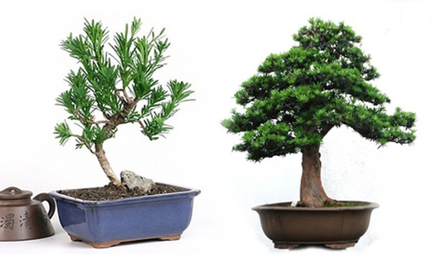 Image 2: Bonsai boompjes