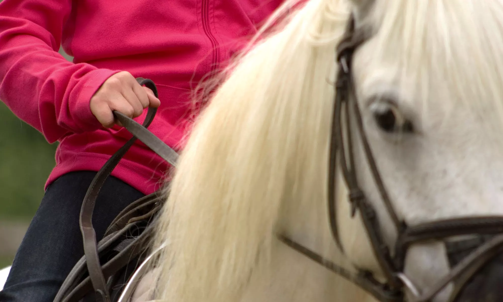 60-Minute Horseback-Riding Lesson for One or Two at Adventures in Riding with Miss Julie (Up to 23% Off) - Primary Image