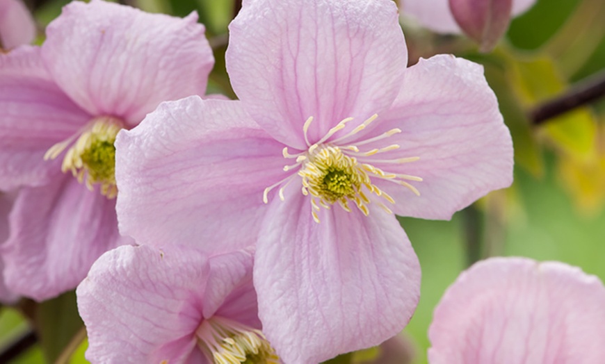 Image 2:  Clematis Montana