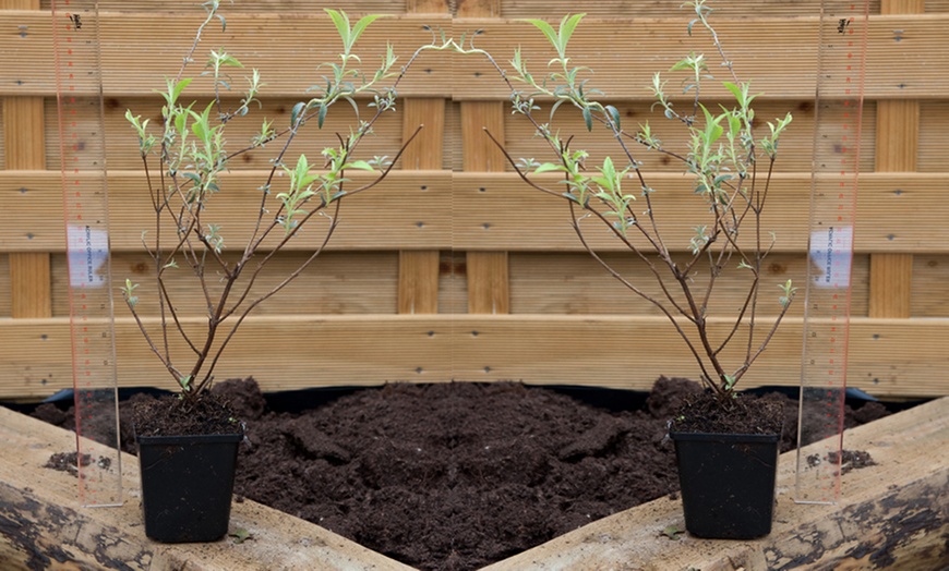 Image 3: Buddleja Buzz Plant