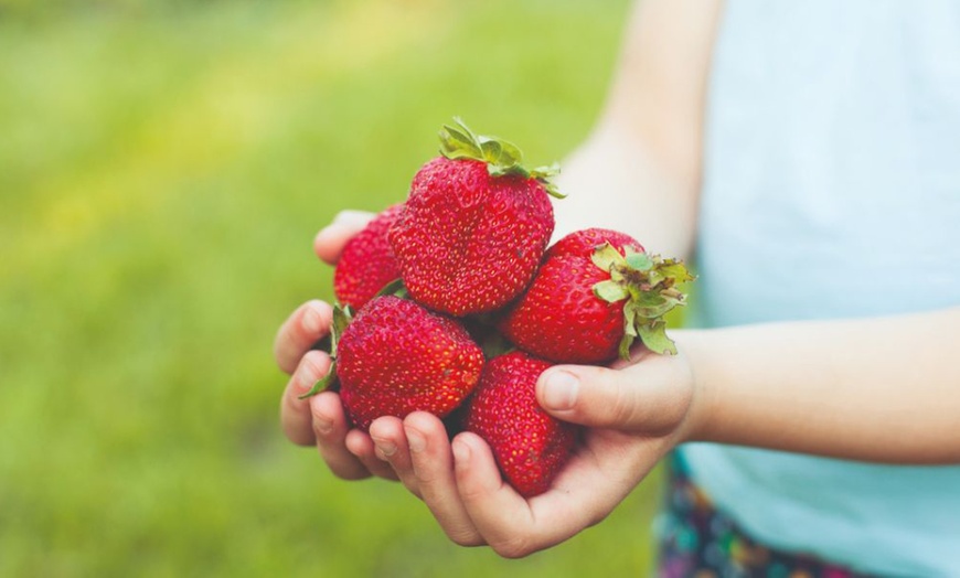 Image 1: Giant Strawberry Sweet Colossus - 1 or 2 Potted Plants