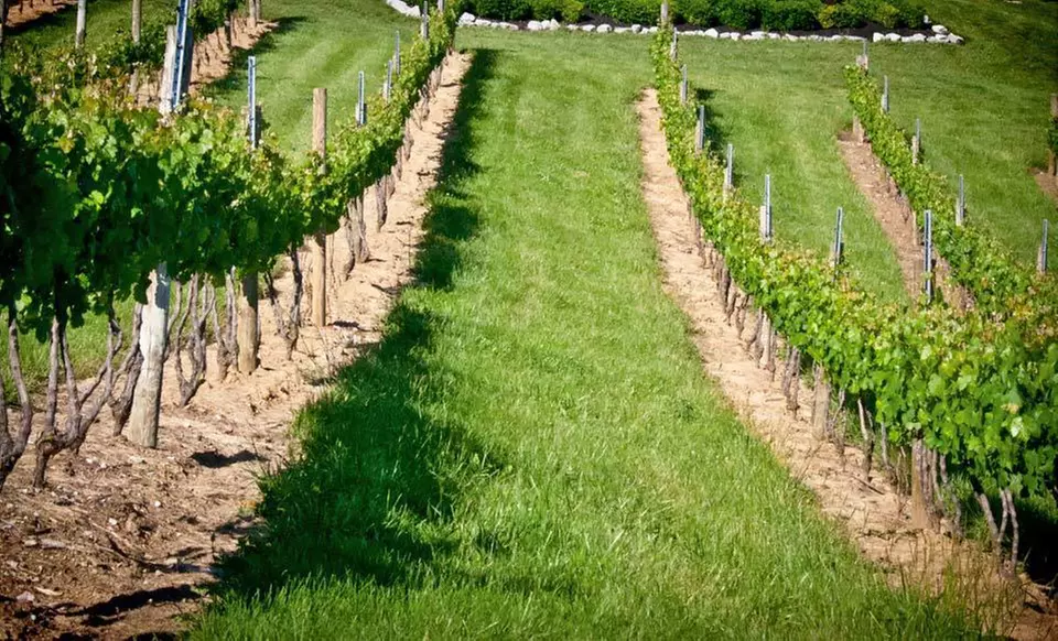 One- or Two-Night Stay with Cheese-and-Cracker Plate and Tour at The Lodge at Elk Creek Vineyards in Owenton, KY - Second Medium