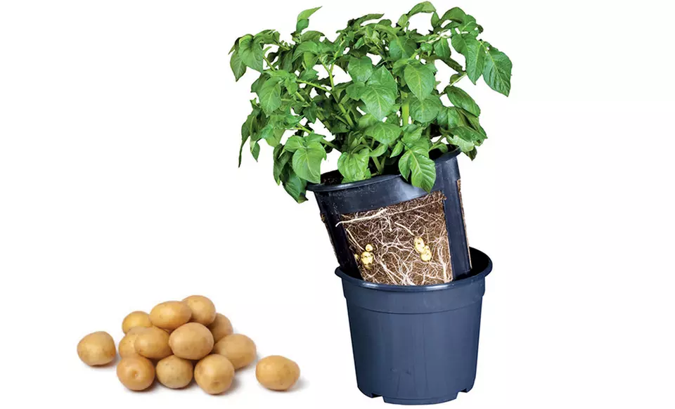 Grow Your Own Potatoes: Potato Plant with Grow Pot - Primary Image