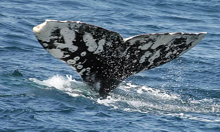 Dana Point Festival of Whales Cruise for One Adult or Child with Optional Book (Up to 61% Off)  - Second Medium