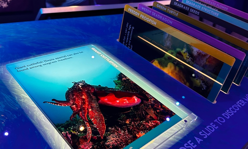 Image 4: An Interactive and Immersive Marine Experience for Kids or Adults