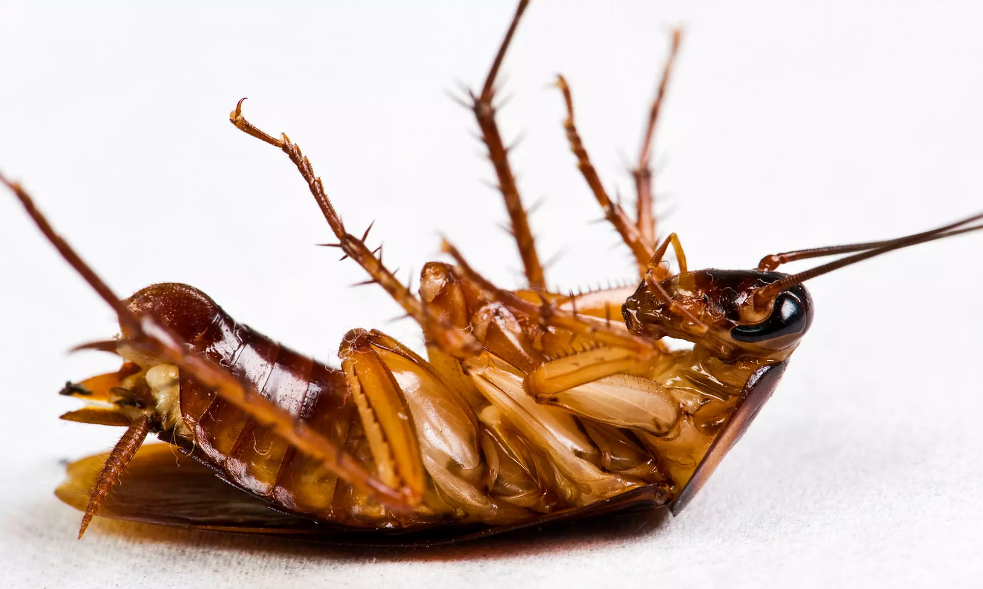 $59 for Preventative Interior and Perimeter Pest Treatment from AAA Pest Control ($150 Value) - Primary Image
