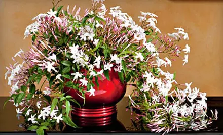 $28 for a Potted Jasmine Plant Delivered from White Flower Farm ($57.95 Value) - Primary Image