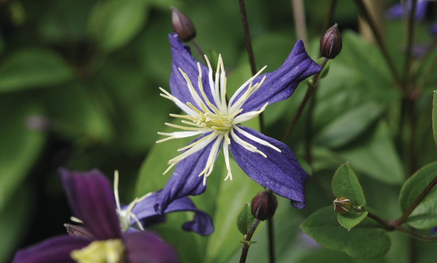 Image 2: Clematis Aromatica Plant