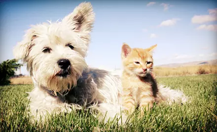 Day at Calgary Pet Expo for Two or Four at Spruce Meadows on April 27–28 from Canwest Productions (Up to Half Off) - Primary Image