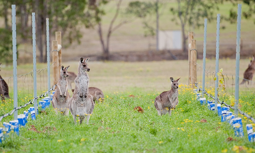 Image 3: Hunter Valley Wine Tour from Sydney by Mate Tours