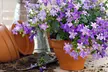 Lot de 3 ou 6 plante de campanule 'Intens Purple' - Image 2