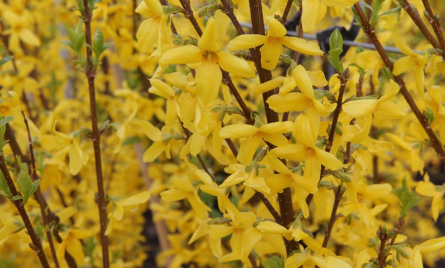 Image 1: Forsythia Plants 