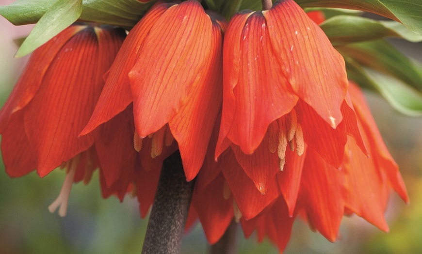 Image 4: Three or Six Fritillaria Imperialis Red Bulbs