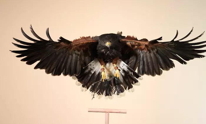 Discover Wildlife at Eagle Heights with Optional Afternoon Tea