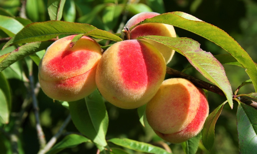 Image 1: Plante pêche naine 