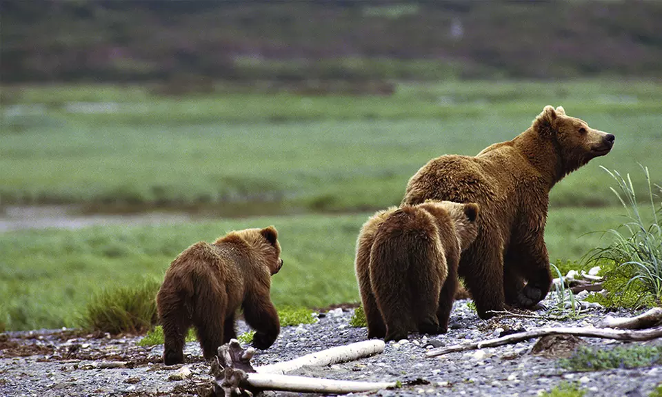 One, Two, or Three Self-Guided Group National-Park Tours from Yellowstone Safari Tours (Up to 48% Off)  - Primary Image