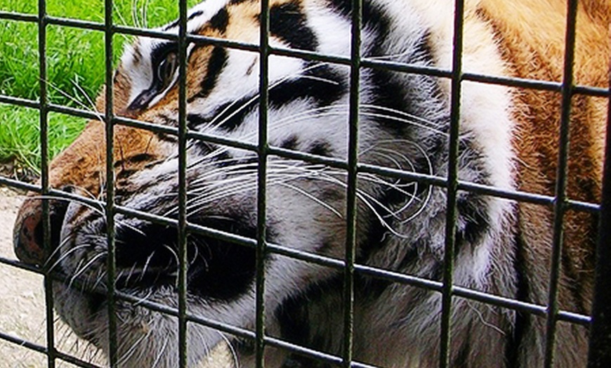 Image 2: Big Cat Experience at Linton Zoo