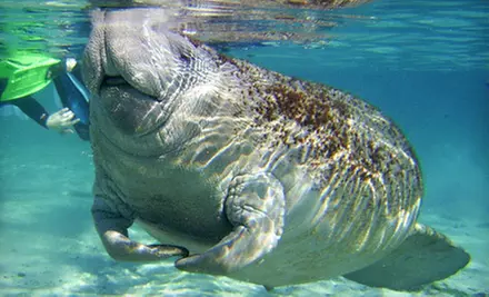 $25 for an Underwater Manatee Encounter at Snorkel with Manatees in Homosassa ($55 Value) - Primary Image