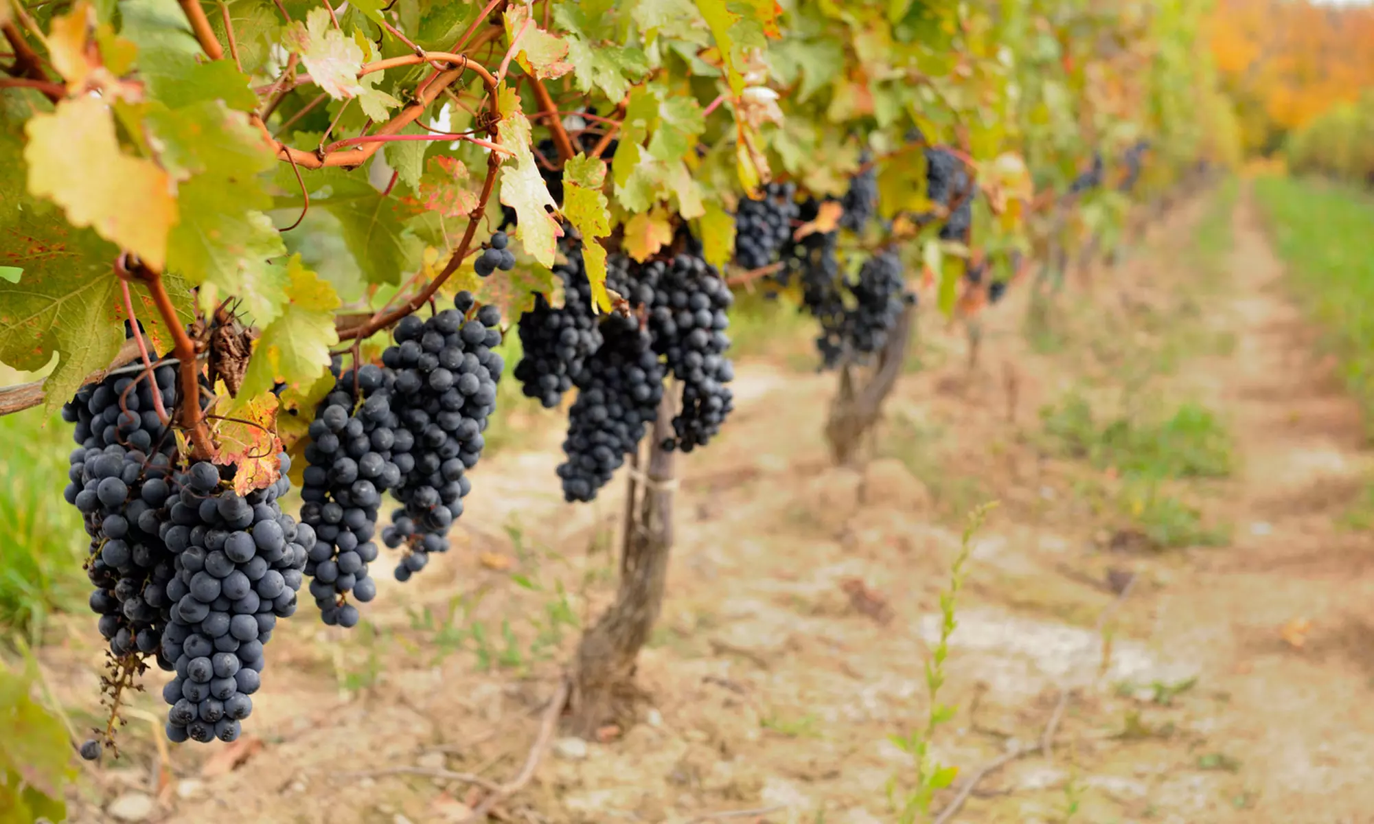 $249 for a Five-Hour Wine Country SUV Tour for Six from Robin Hood Limousine ($500 Value) - Primary Image