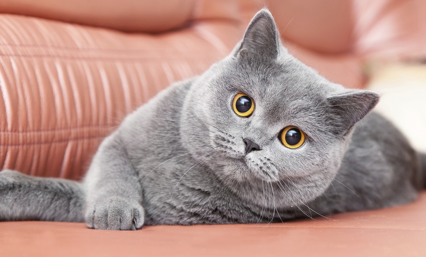 Image 1: Gardiennage de chat à domicile : tranquillité pendant vos absences