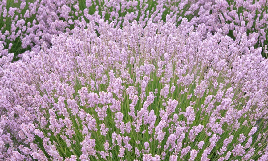 Image 3: Pink Lavender Rosea - 1, 3, 5 or 10 Potted Plants