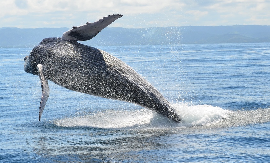 Sea Goddess Whale Watching Monterey Bay - From $56.65 - MOSS LANDING ...