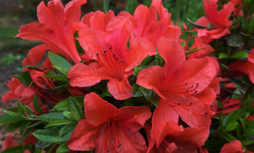 Image 3: One or Three Mixed Azalea Plant Collections in 9cm Pots