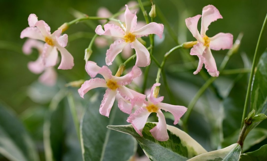 Image 3: Scented Jasmine Star of Milano - One or Three Potted Plants