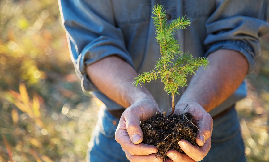 Image 1: Baum mit Widmung pflanzen opt. am Jahres- bzw. Wunschtag