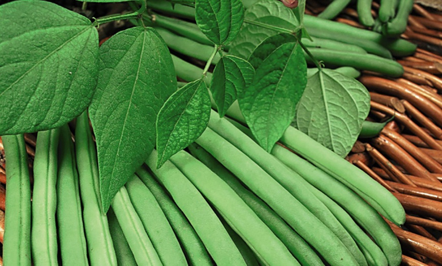 Image 3: 6 or 12 Vegetable Climbing Bean Plants